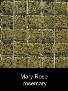 natureaucarre - mary_rose