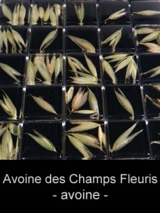 Nature_au_carre - avoine_des_champs_fleuris