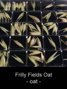Natureaucarre - frilly_fields_oat
