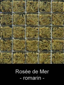 natureaucarre - rosee_de_mer
