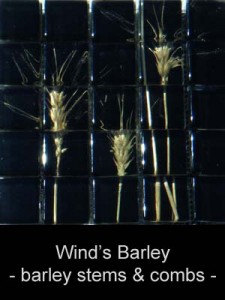 natureaucarre - winds_barley